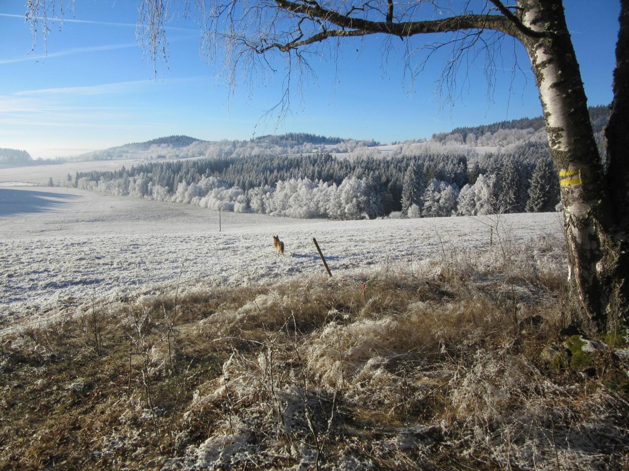Ubytovani Praschlhaus Horní Planá Buitenkant foto